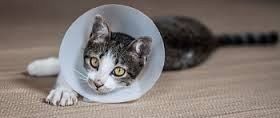 kat met lampenkap kraag kattenadvies
